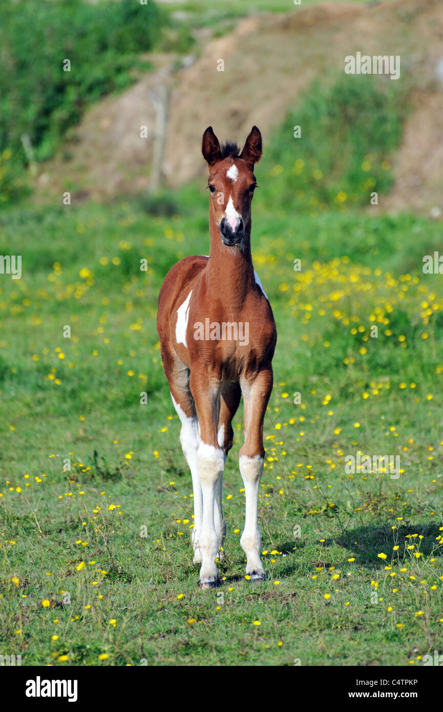 Young horse foal grazing on hi-res stock photography and images - Alamy
