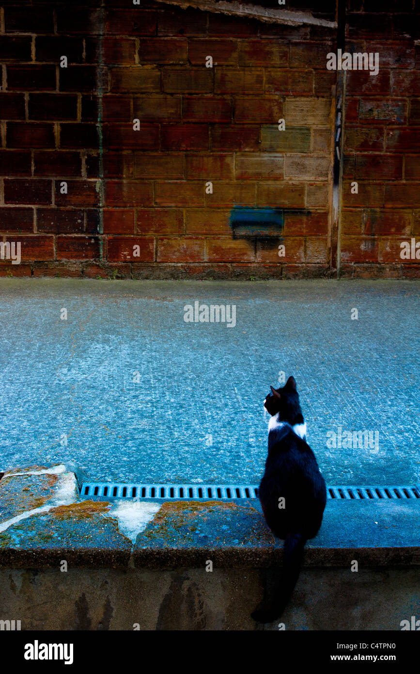 Cat black and white sitting down Stock Photo - Alamy