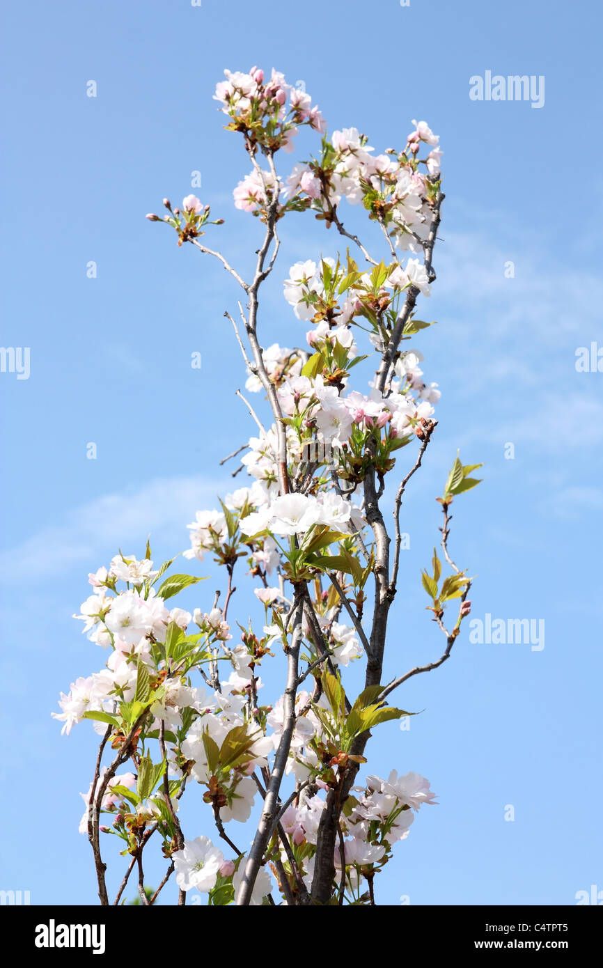 White sakura blossoms against the blue sky Stock Photo - Alamy