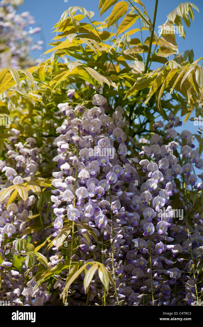 Wisteria floribunda ‘Multijuga’ in flower Stock Photo