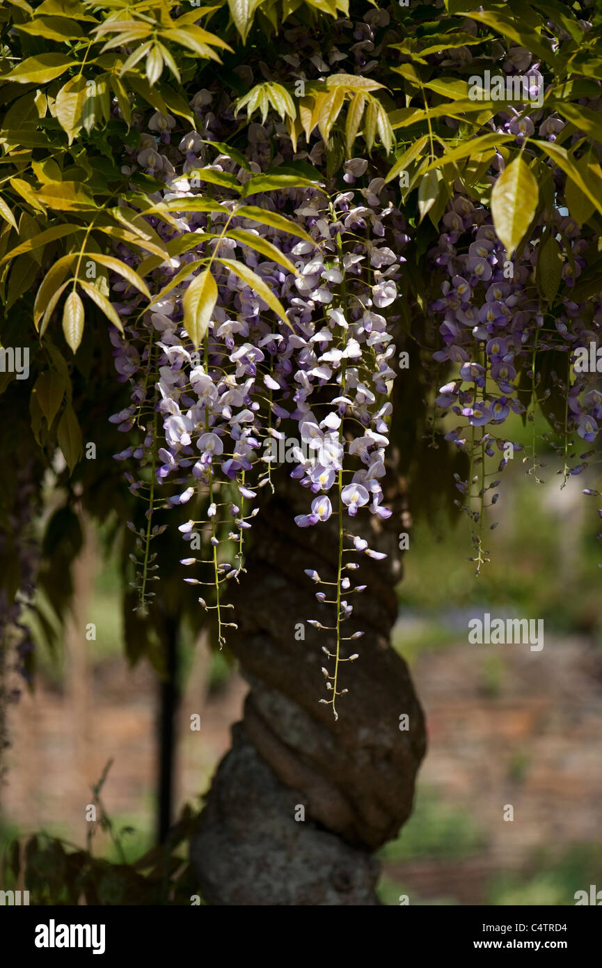 Wisteria floribunda ‘Multijuga’ in flower Stock Photo