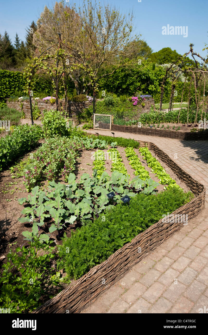 The Potager Garden in April, RHS Rosemoor, Devon, England, United Kingdom Stock Photo