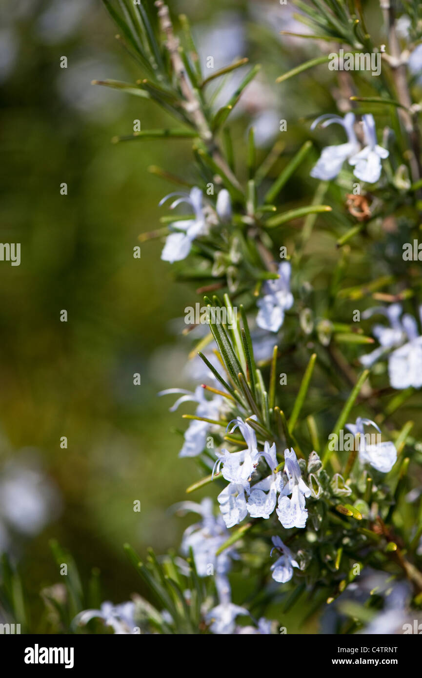 Rosemary green ginger hires stock photography and images Alamy