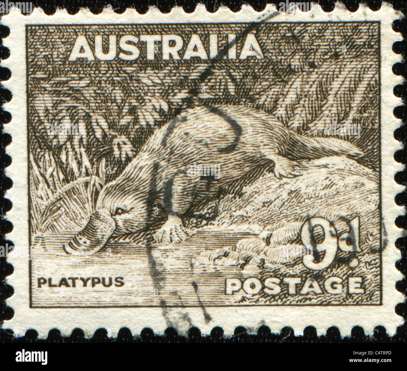 AUSTRALIA - CIRCA 1937: A stamp printed in Australia shows platypus - Ornithorhynchus anatinus, circa 1937 Stock Photo