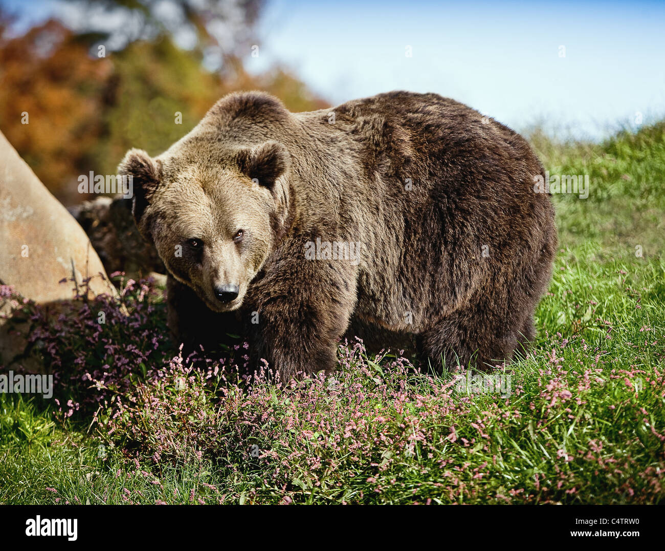 LARGE GRIZZLY BEAR ON GRASS LOOKING MENACINGLY AT CAMERA Stock Photo