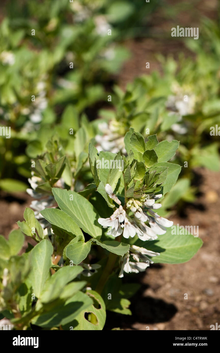 Broad Beans In Flower Border Hi res Stock Photography And Images Alamy broad-beans-in-flower-border-hi-res-stock-photography-and-images-alamy