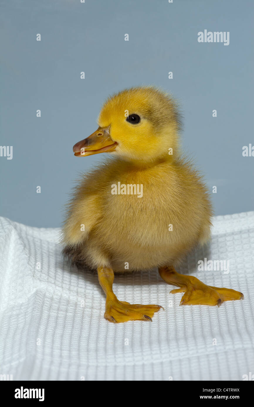 Duckling (Anas platyrhynchos). Domesticated colour variant form of wild Mallard. Stock Photo