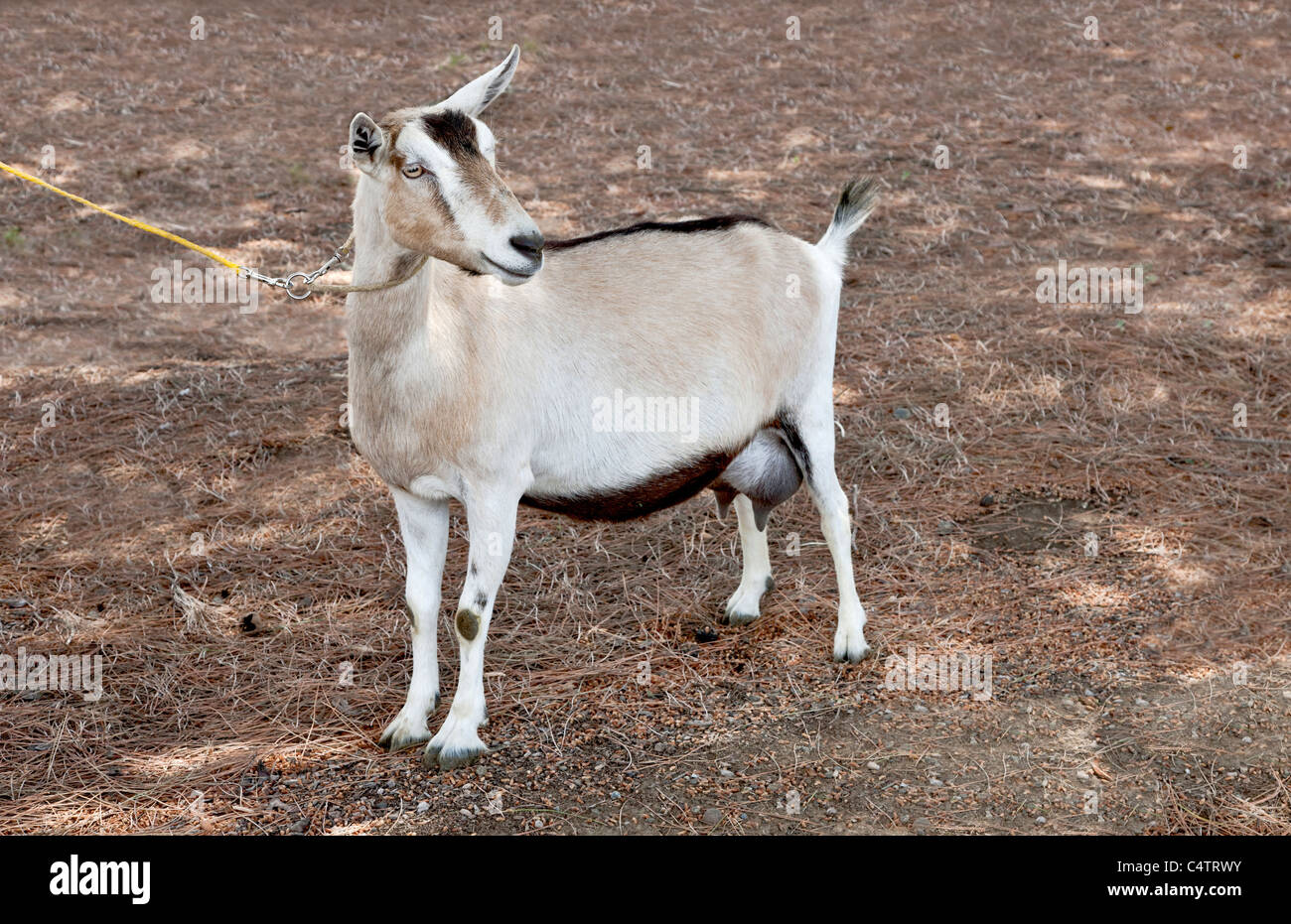 Transgenic Goat, Alpine-type. Stock Photo