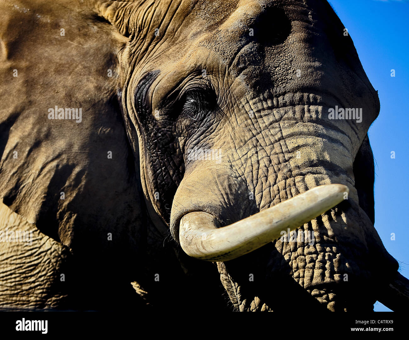 Frontal close up of an elephant hires stock photography and images Alamy