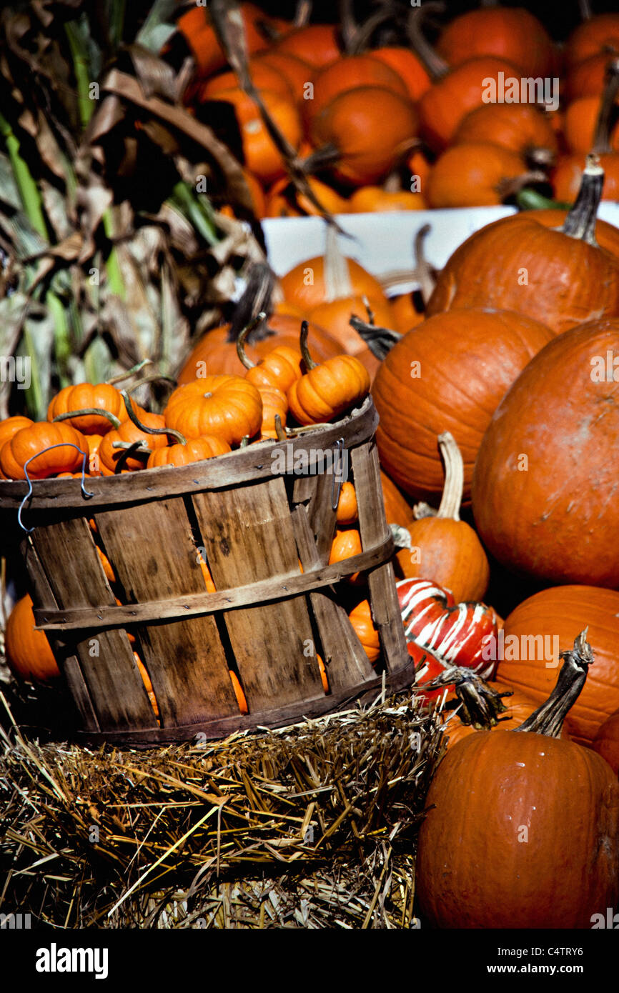 MEDIUM SIZE PUMPKINS IN HAY AND WOOD BASKETS Stock Photo