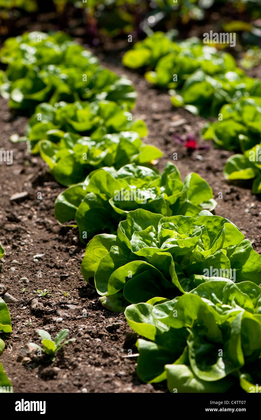 Lettuce 'All The Year Round' Stock Photo Alamy