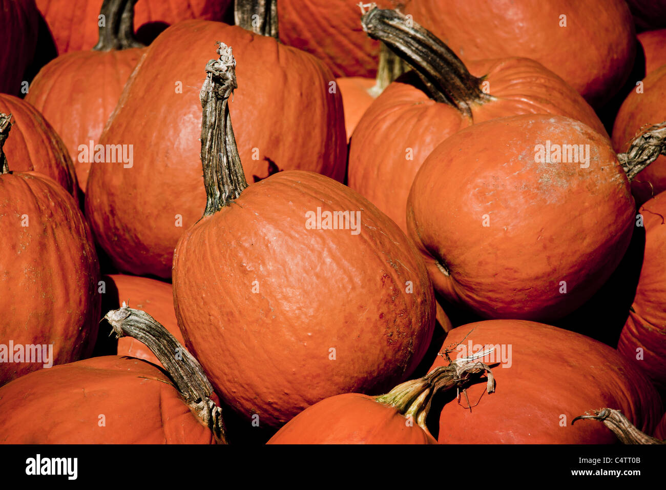 PUMPKINS PILED UP Stock Photo Alamy