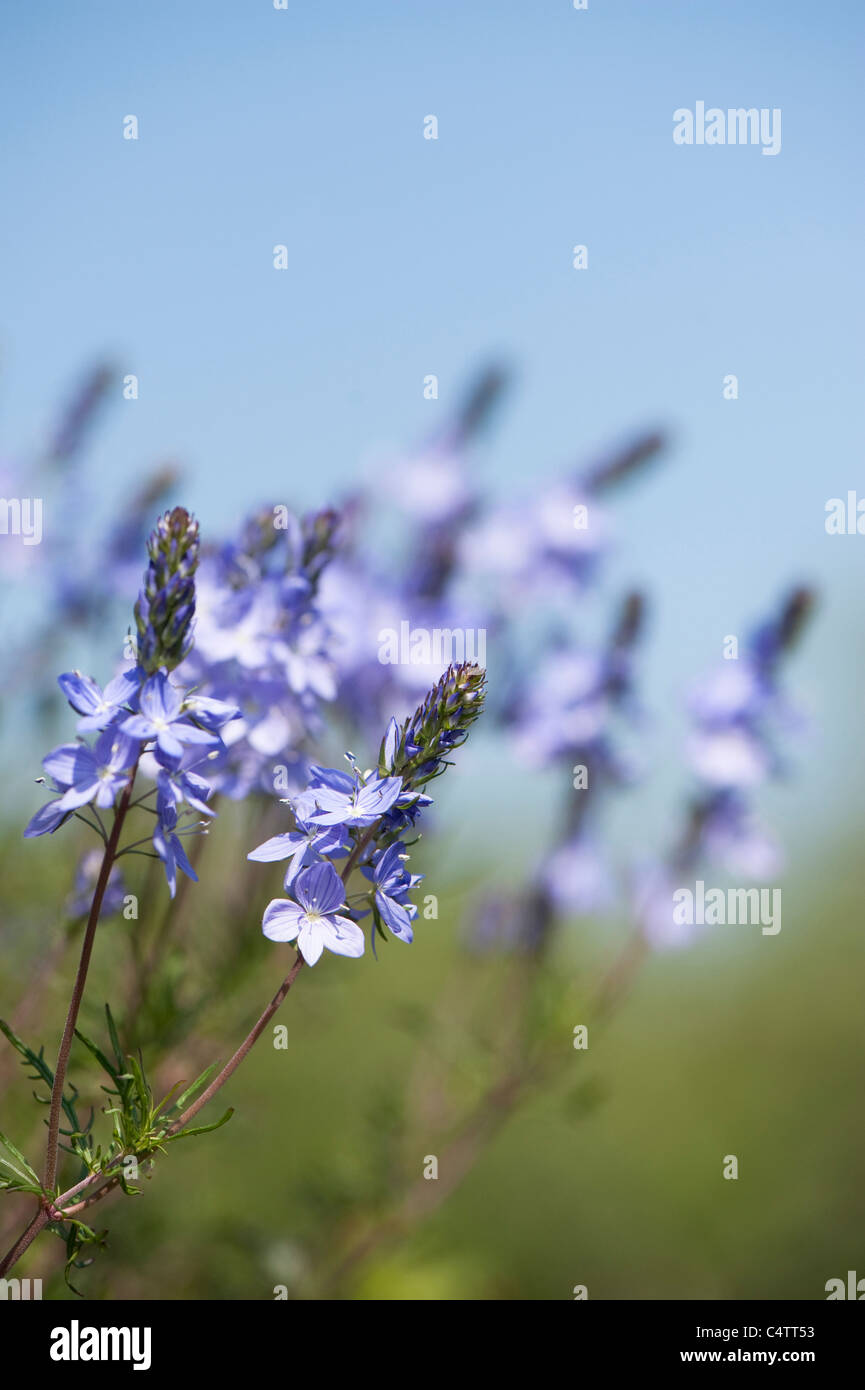 Veronica austriaca ‘Ionian Skies’ in flower Stock Photo