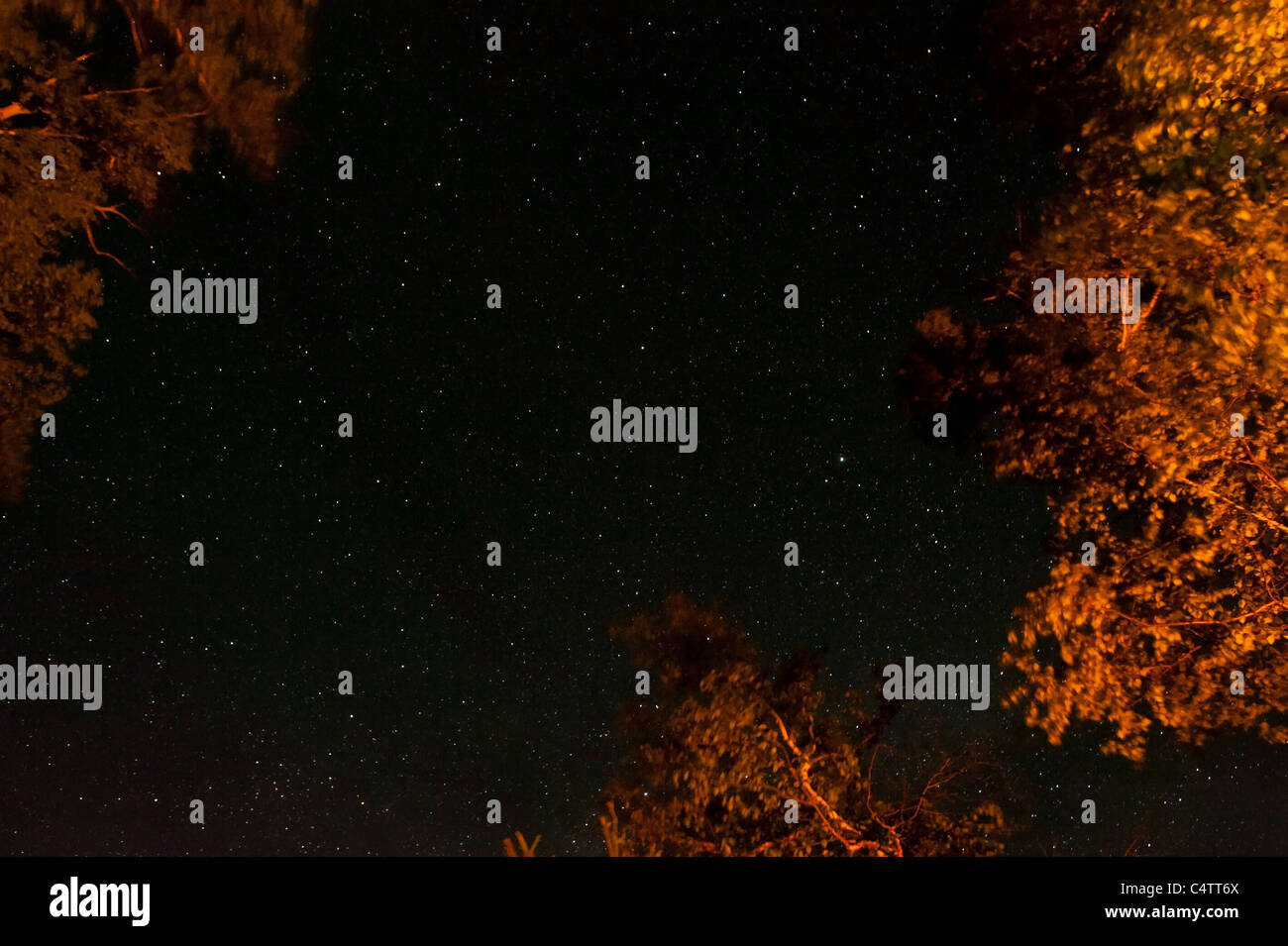 ILLUMINATED TREES AND STARS IN SKY Stock Photo