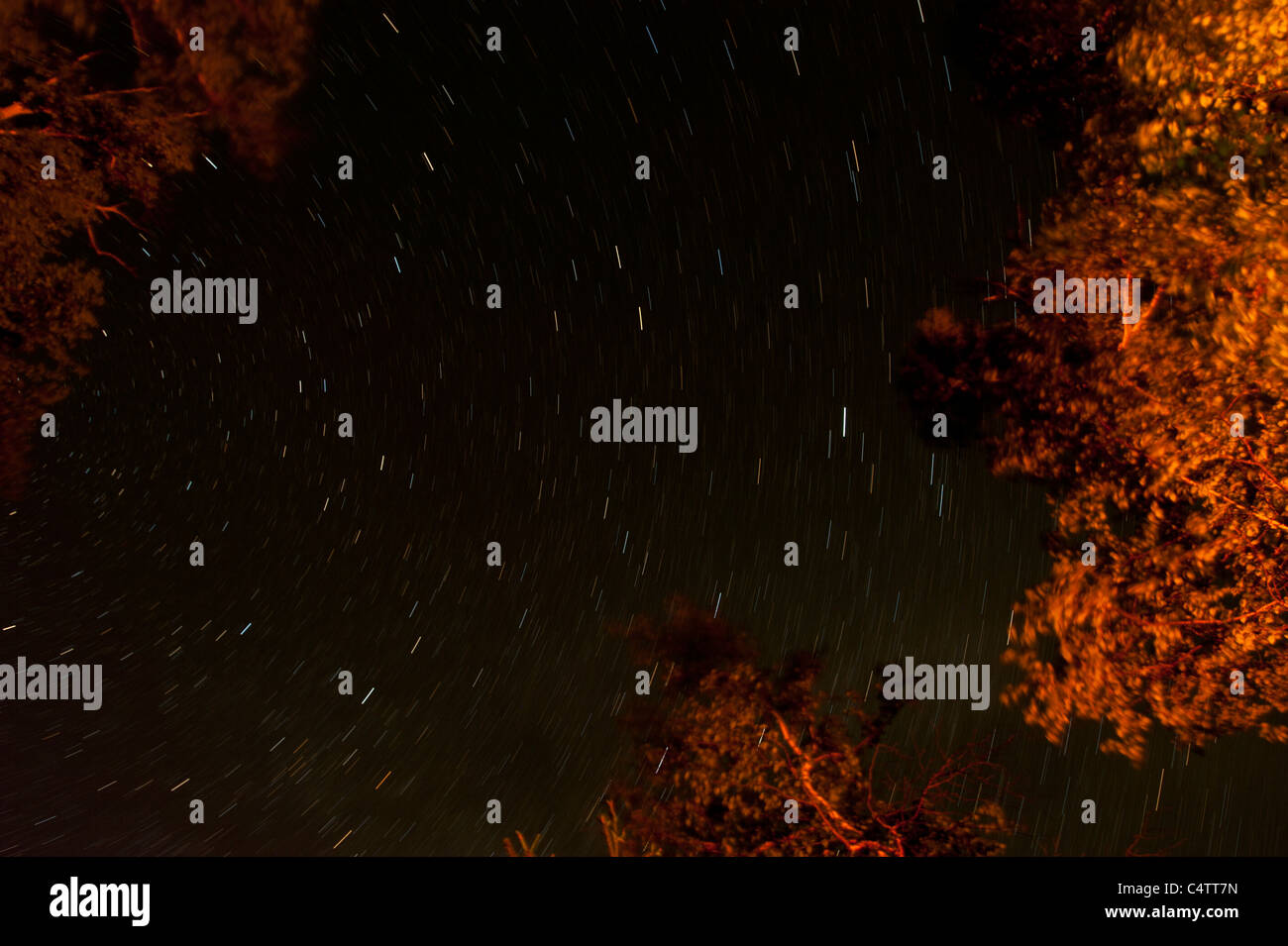 ILLUMINATED TREES AND STARS IN SKY Stock Photo