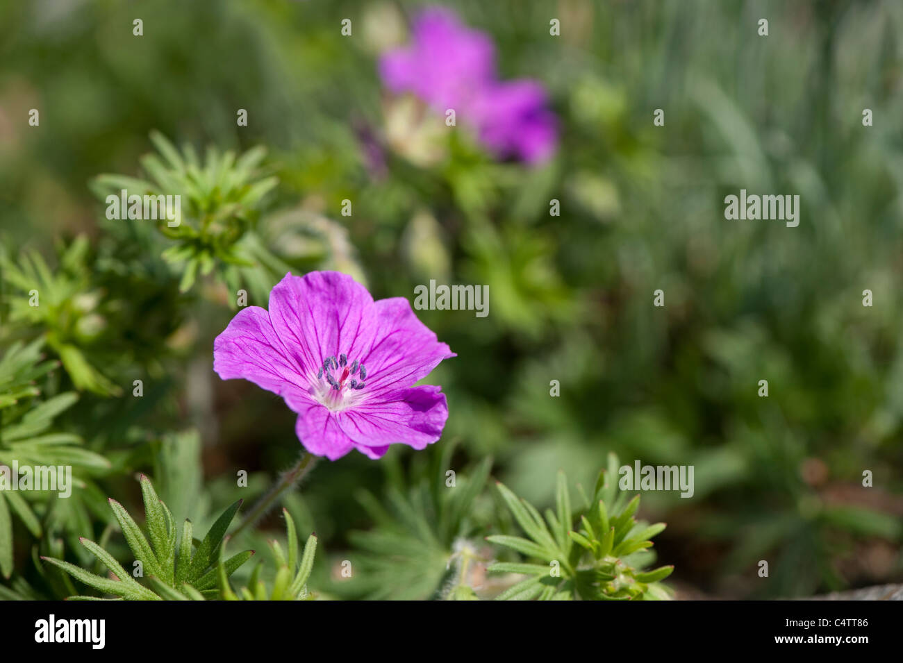 Geranium sanguineum ‘Vision Violet’ in flower Stock Photo