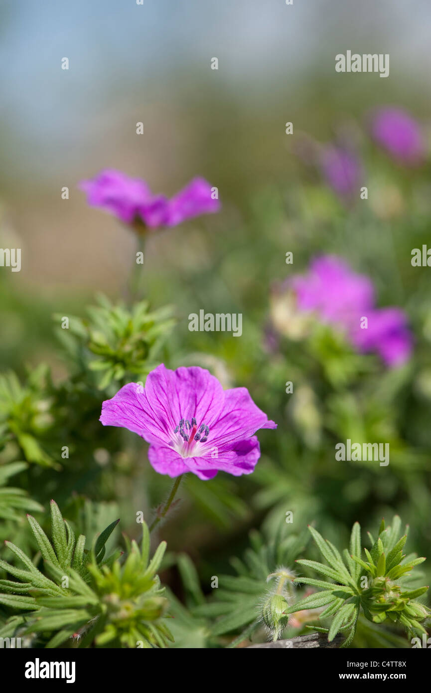Geranium sanguineum ‘Vision Violet’ in flower Stock Photo
