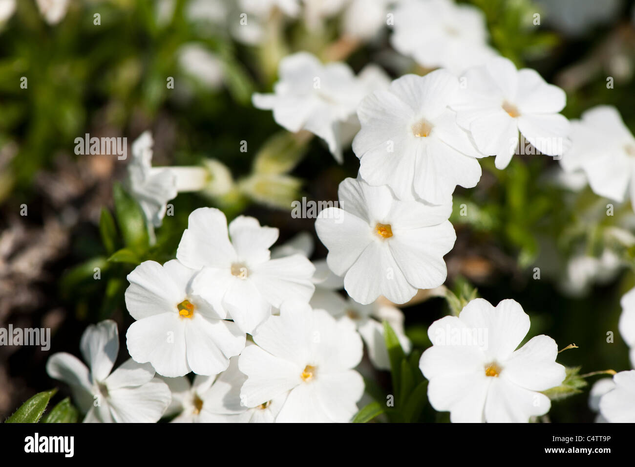 Phlox stolonifera, Creeping Phlox, in flower Stock Photo