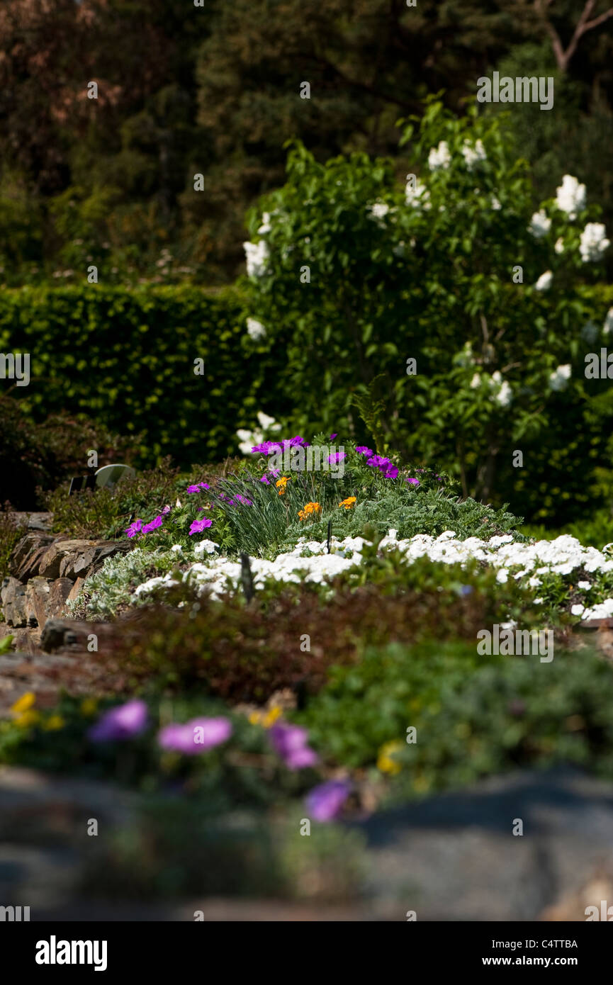 Raised bed with alpine and rockery plants at RHS Rosemoor Gardens, Devon, England, United Kingdom Stock Photo