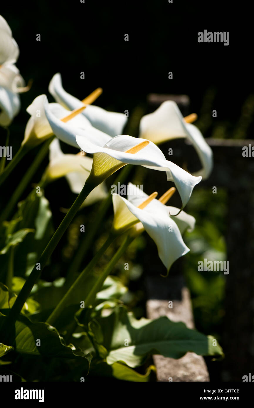 Arum lily lilies hires stock photography and images Alamy