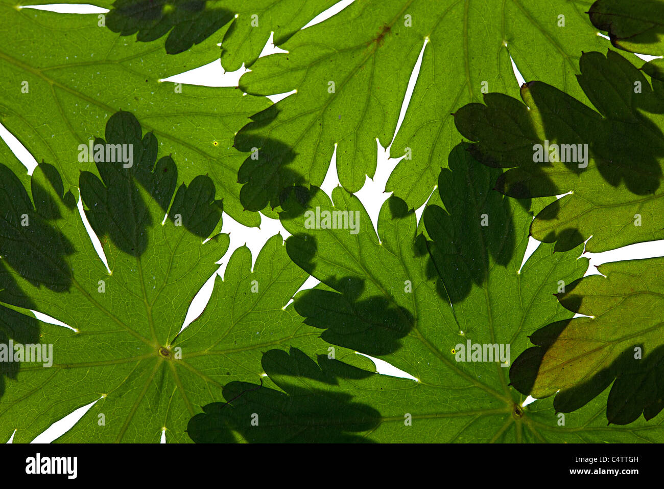 Fresh green leaves on white Stock Photo