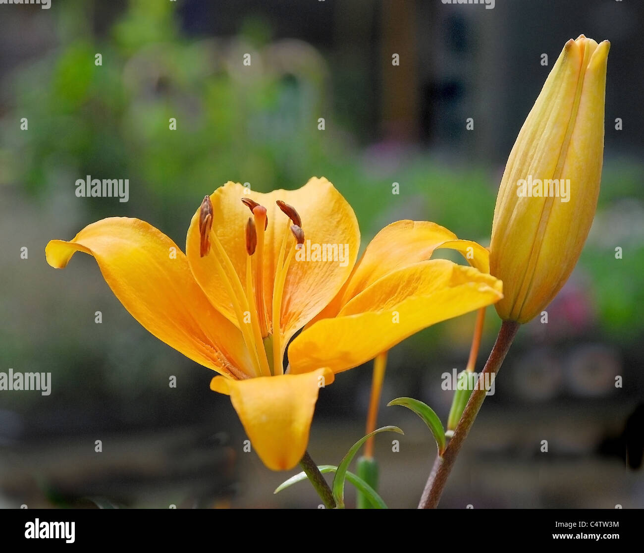 Yellow Lily, Lilium Stock Photo Alamy