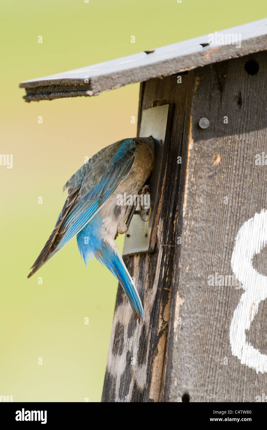 Female mountain bluebird (Sialia currucoides) feeding young in nest box Stock Photo