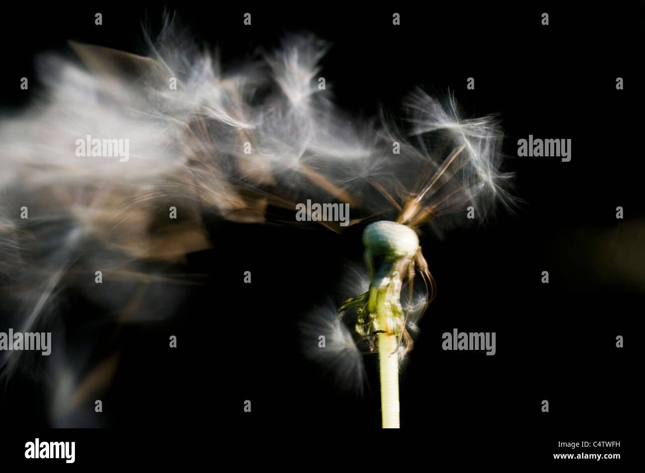 Wind blowing seeds off of dandelion seedhead (Taraxacum officinale) Stock Photo
