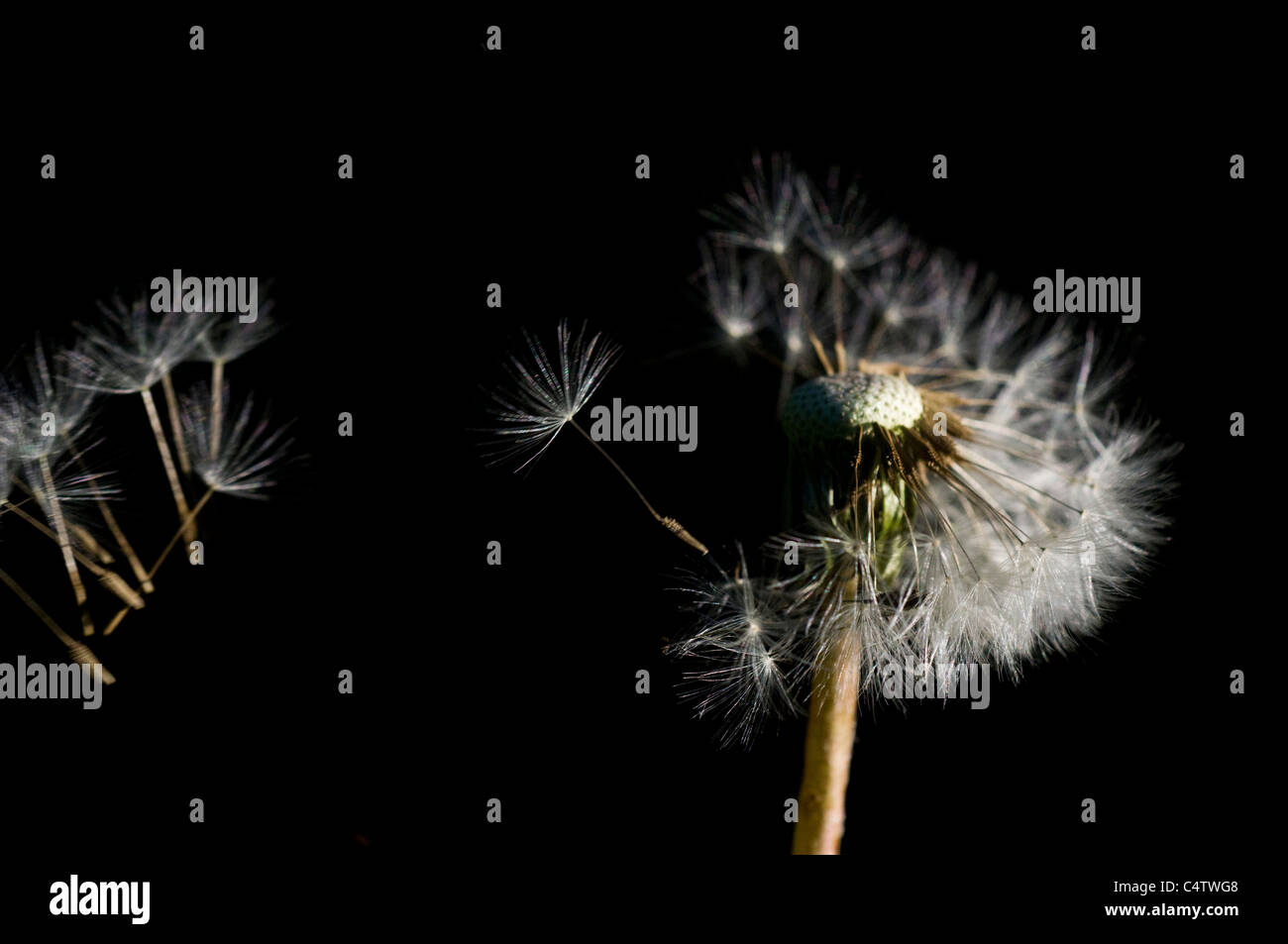 Wind blowing seeds off of dandelion seedhead (Taraxacum officinale) Stock Photo