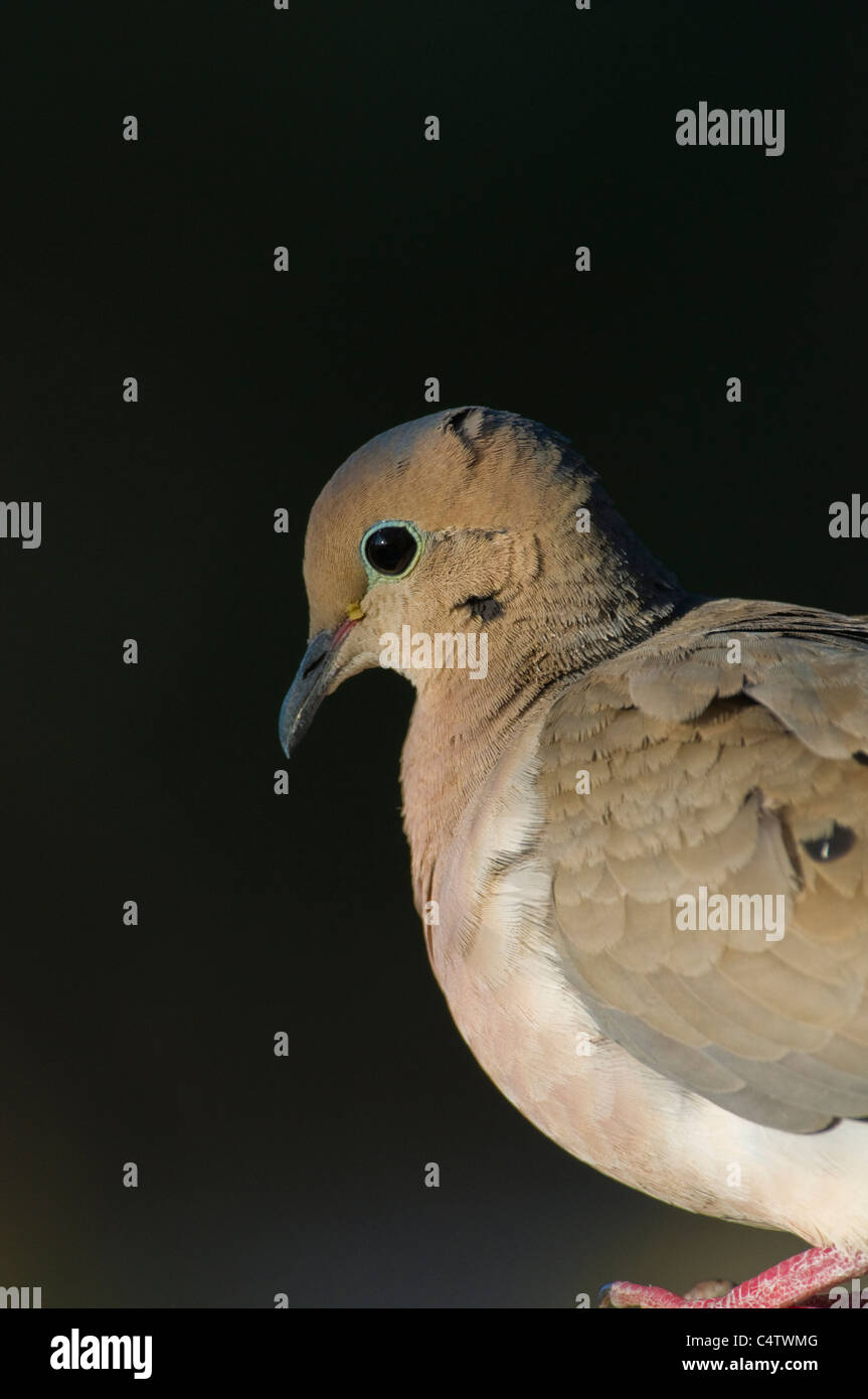 Mourning dove (Zenaida macroura) in Ada County Idaho Stock Photo Alamy