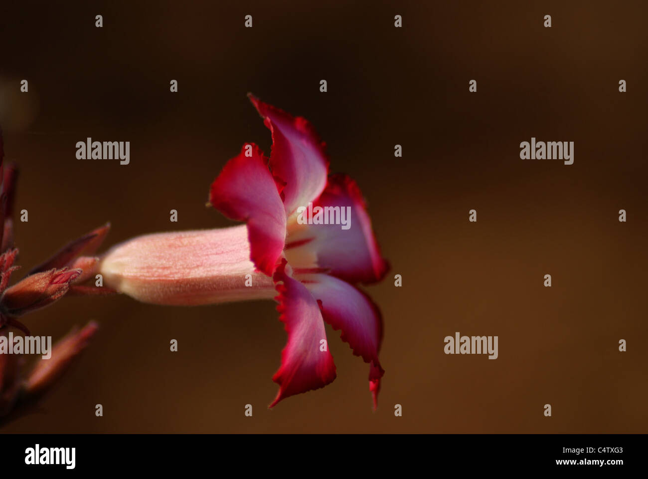 Impala Lily flower Stock Photo