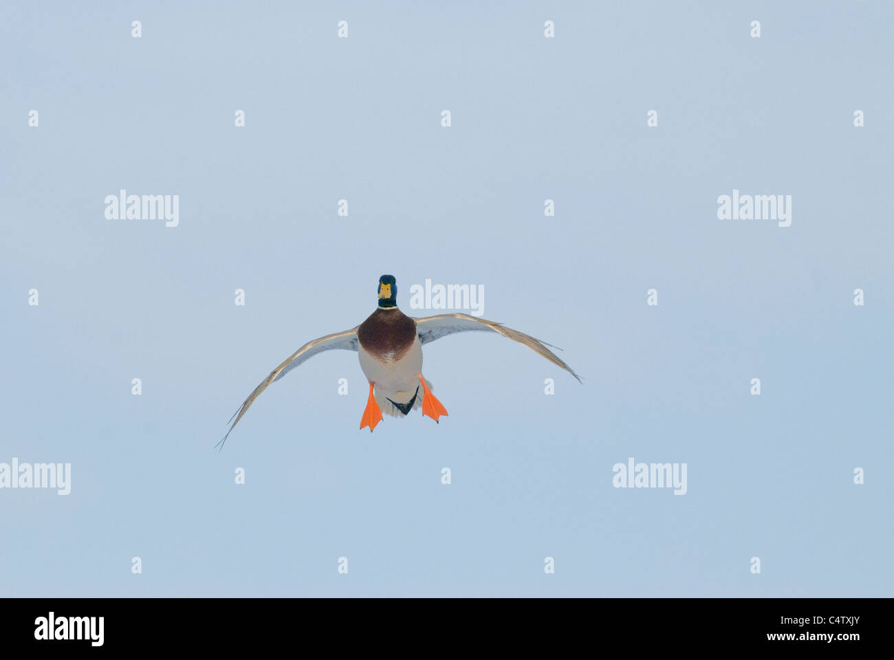 Mallard drake landing (Anas platyrhynchos) Stock Photo