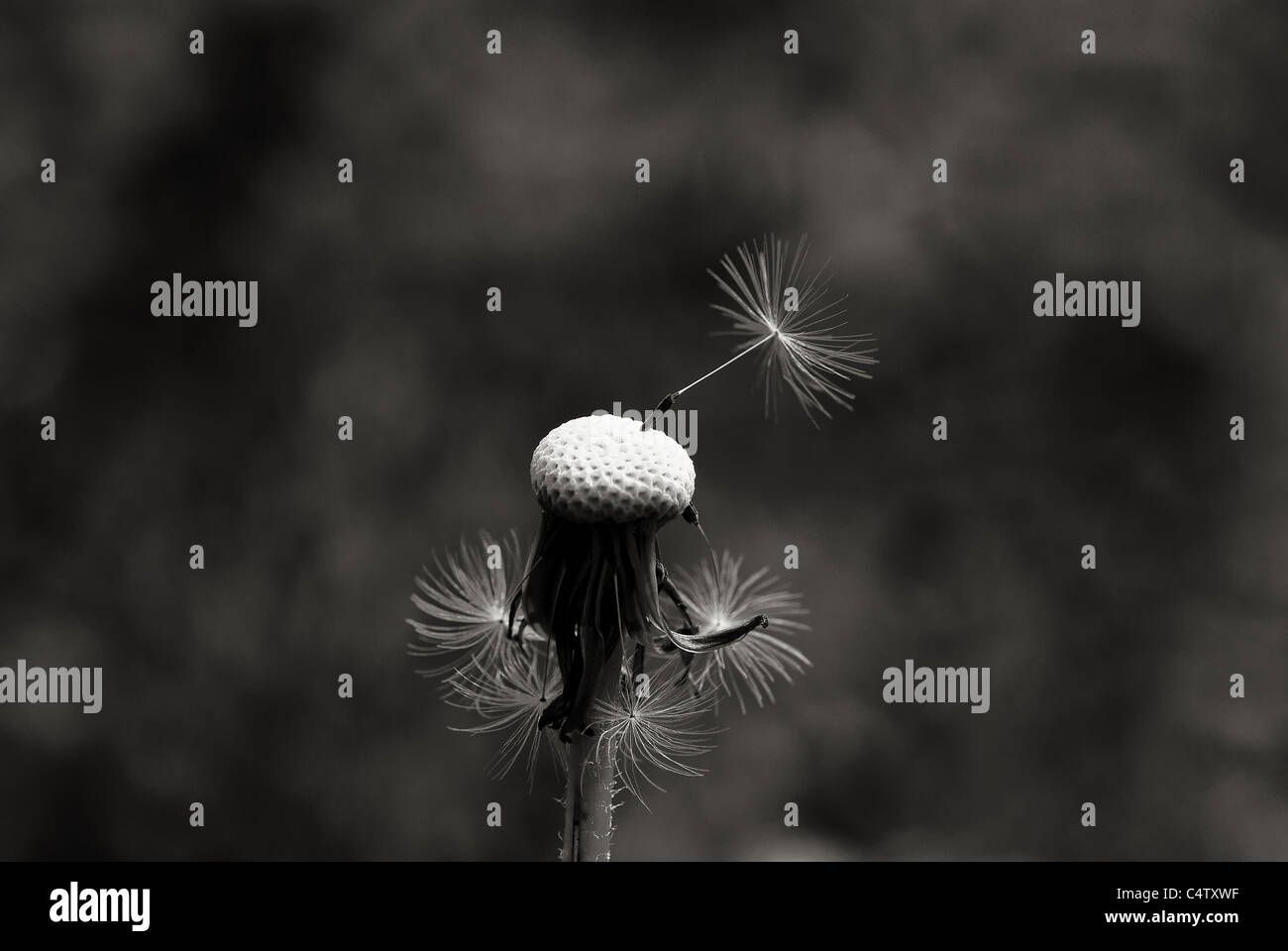 Dandelion black white seed hi-res stock photography and images - Alamy