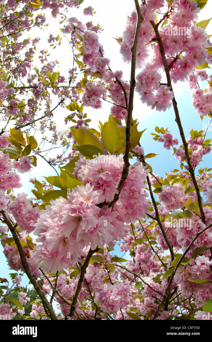 Pink cherry blossom against clear blue sky Stock Photo - Alamy