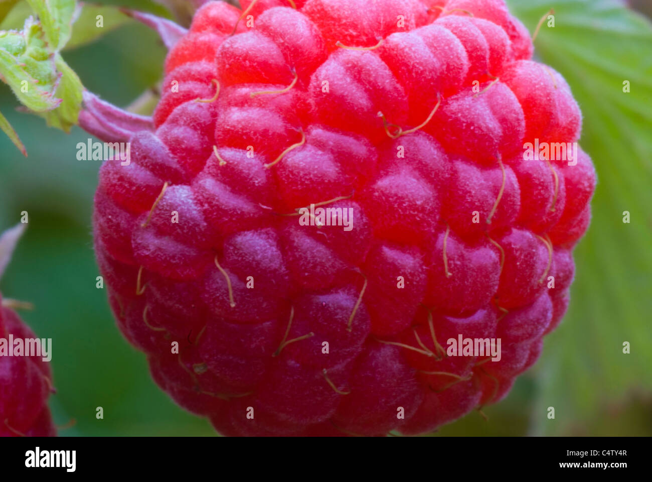 Red raspberry (Rubus idaeus) Stock Photo