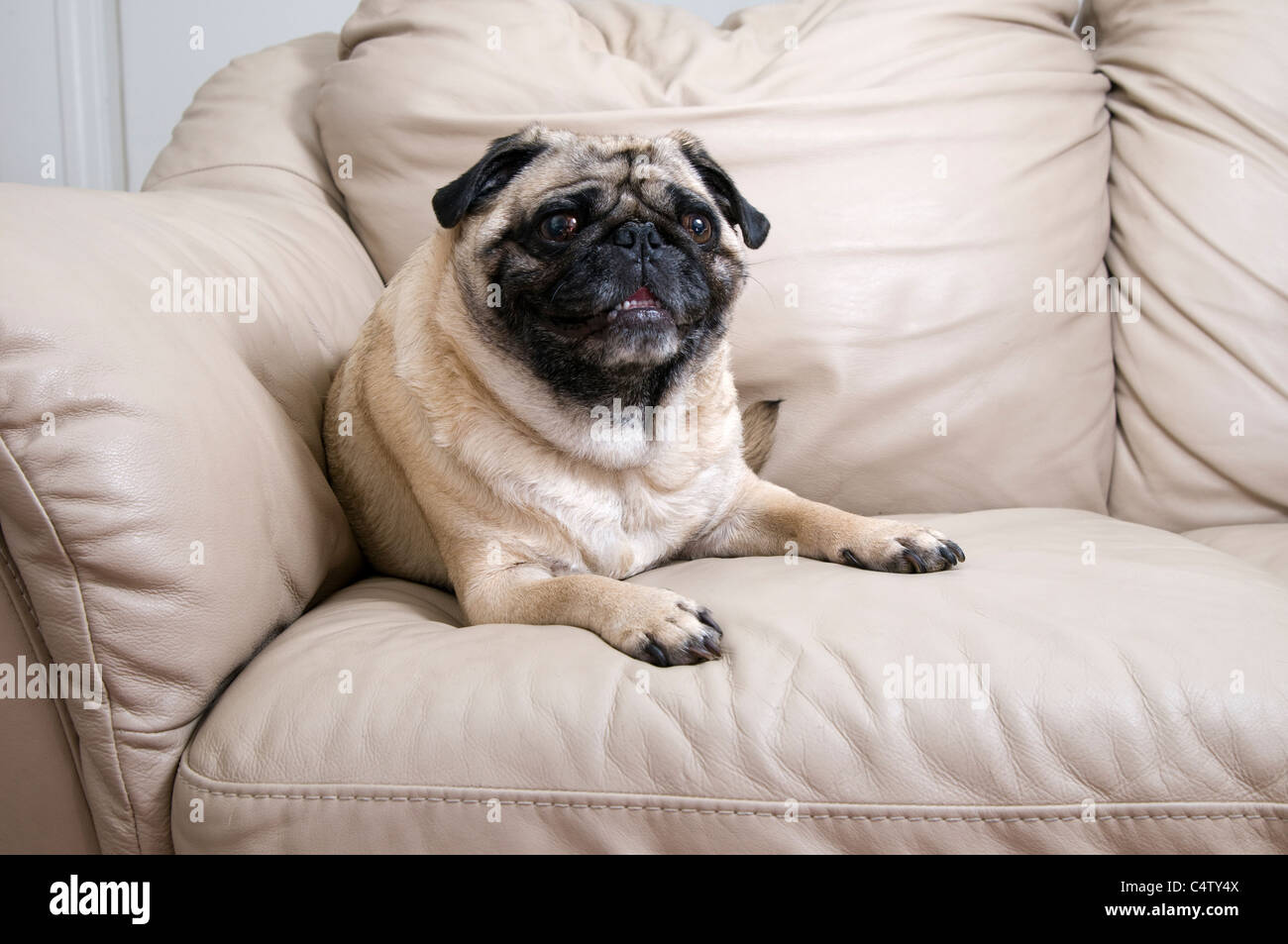 Cute Pug Laying Down On Couch Stock Photo 37427514 Alamy