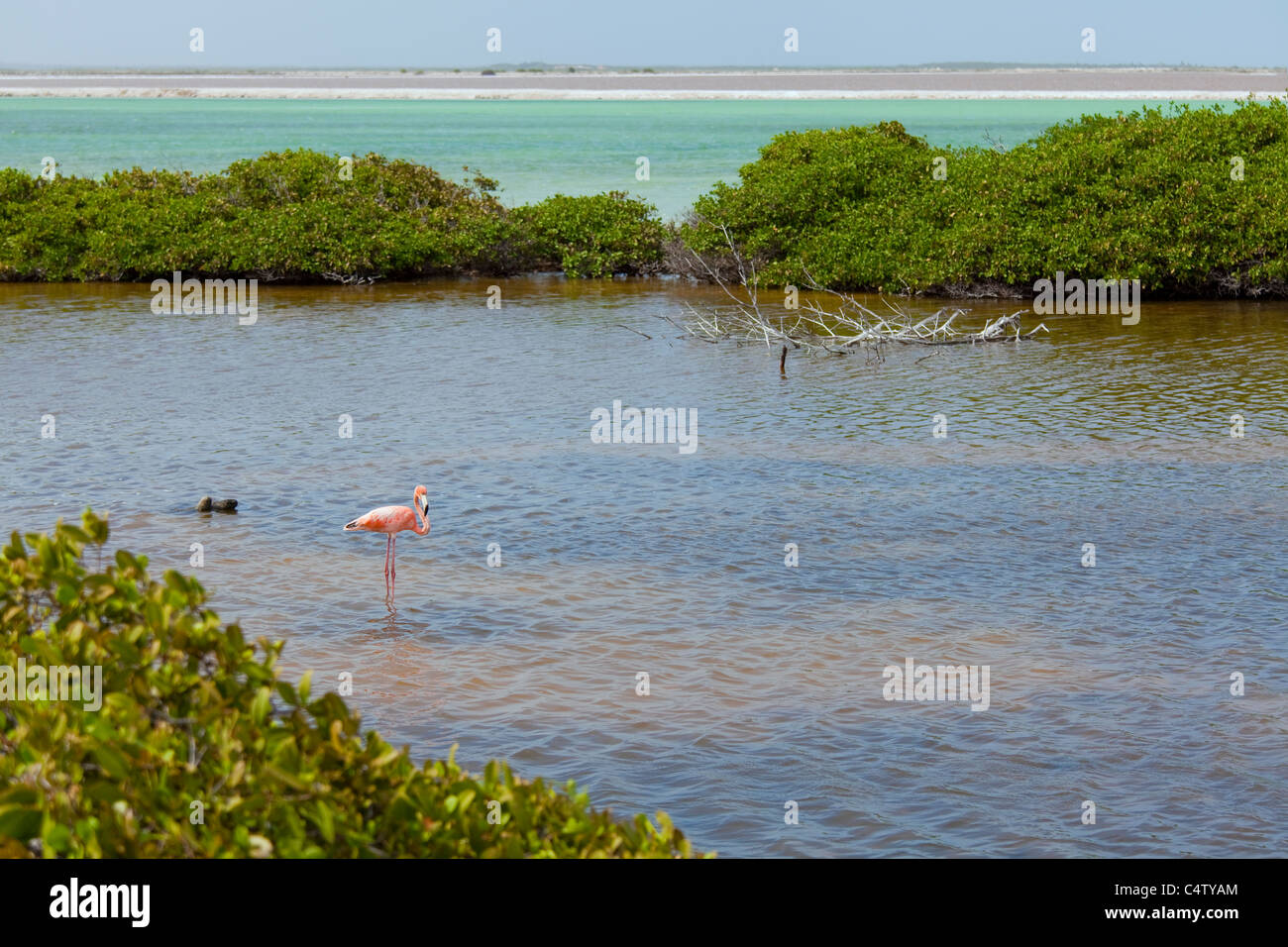 Landscape in Bonaire with flamingo. Dutch Antilles. Photo V.D. Stock Photo