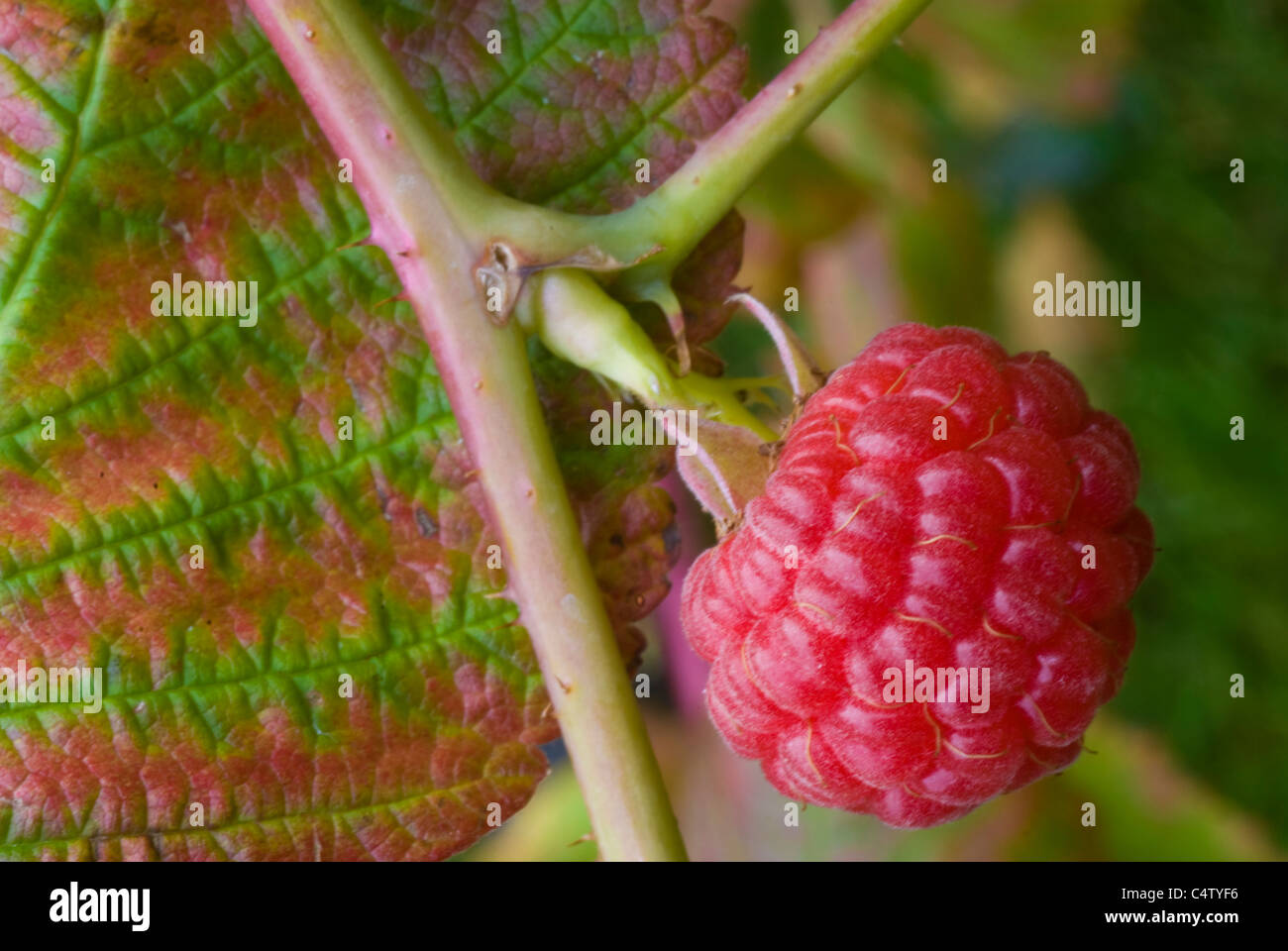 Red raspberry and leaf (Rubus idaeus) in autumn Stock Photo