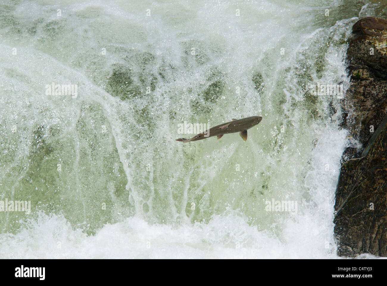 Chinook salmon jumping waterfall Stock Photo