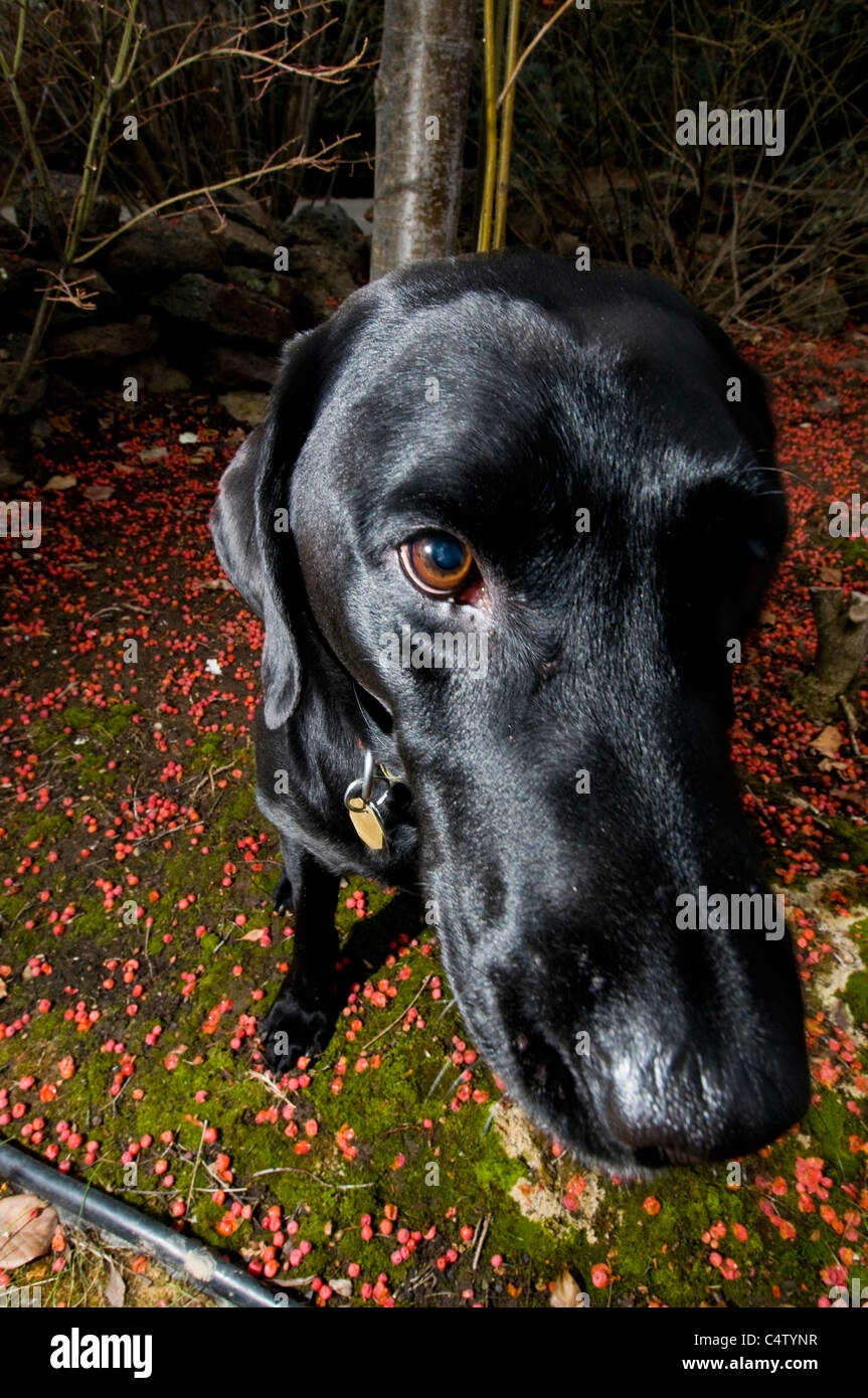 Big headed black lab hi-res stock photography and images - Alamy