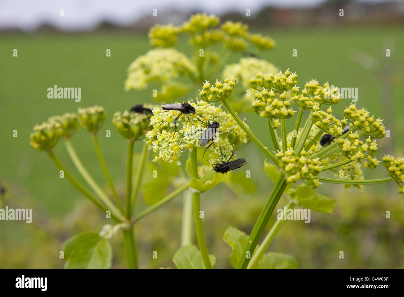 Alexanders known as Horse Parsley, Smyrnium olusatrum or