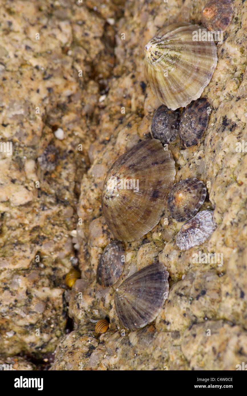 A close up of limpets (Patella vulgata) on a granite rock in a pool on a beach in South West Cornwall Stock Photo