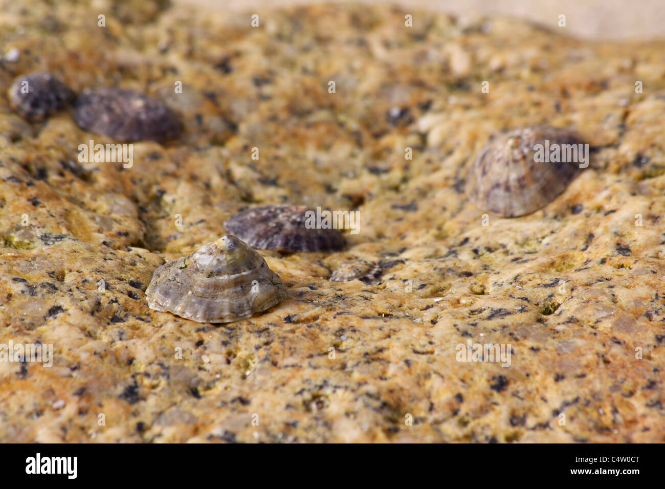 A close up of limpets (Patella vulgata) on a granite rock in a pool on a beach in South West Cornwall Stock Photo