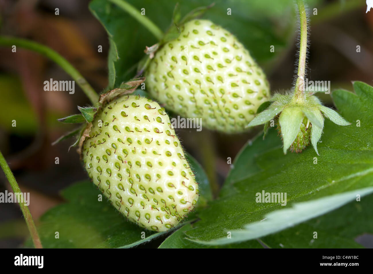 Unripe Green Strawberry Fruits Macro Stock Photo Alamy