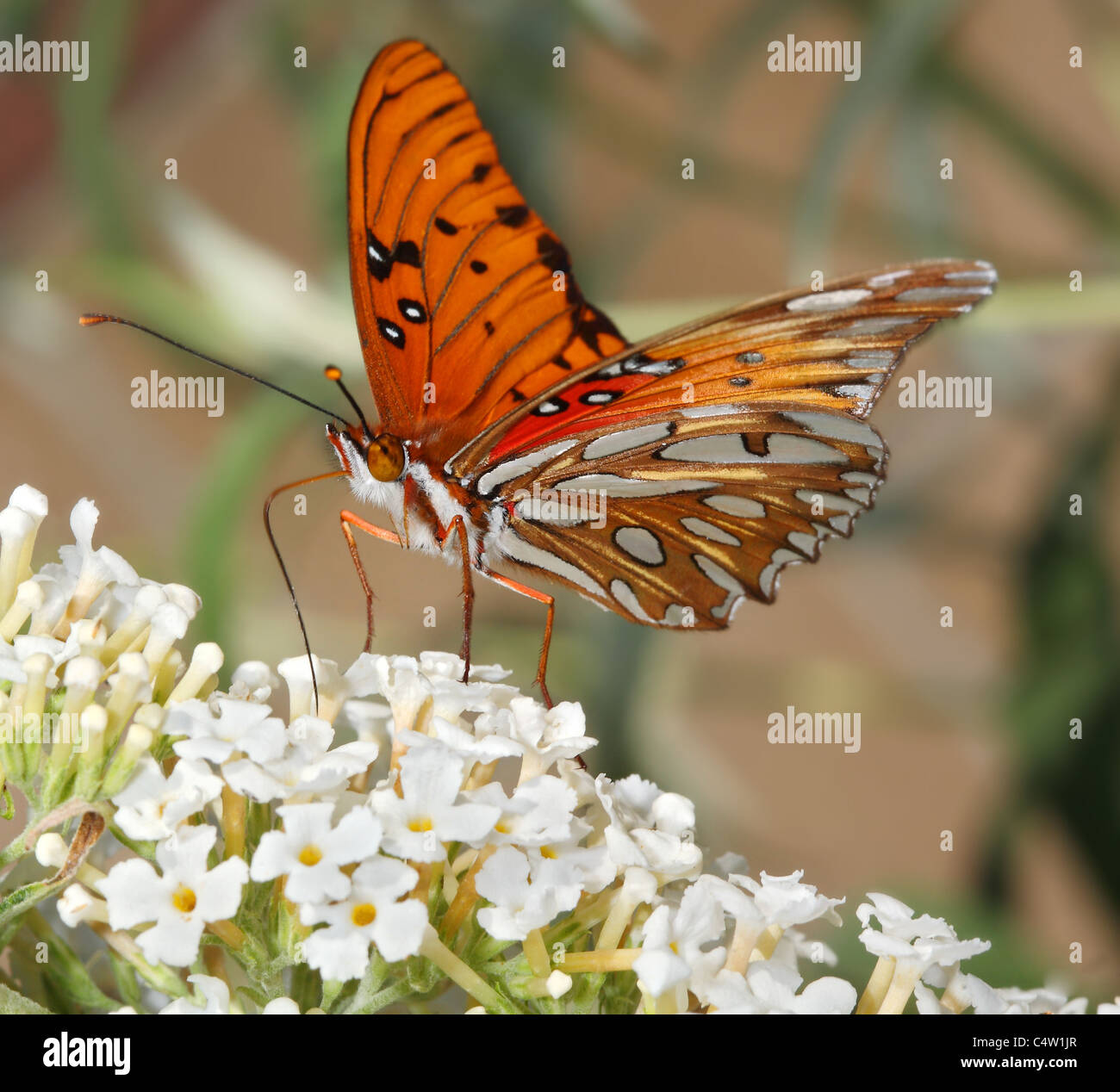 Macro shot of Gulf Fritillary or Passion Butterfly (Agraulis vanillae) drinking nectar from buddleia flower (buddleia davidii) Stock Photo
