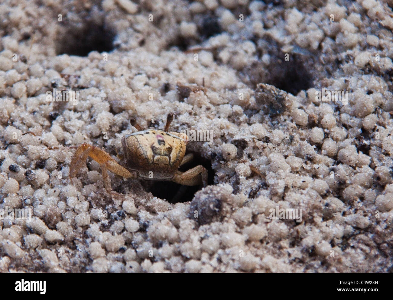 Fiddler crab (uca) in burrow entrance at St Marks National Wildlife Refuge, Florida, USA Stock Photo