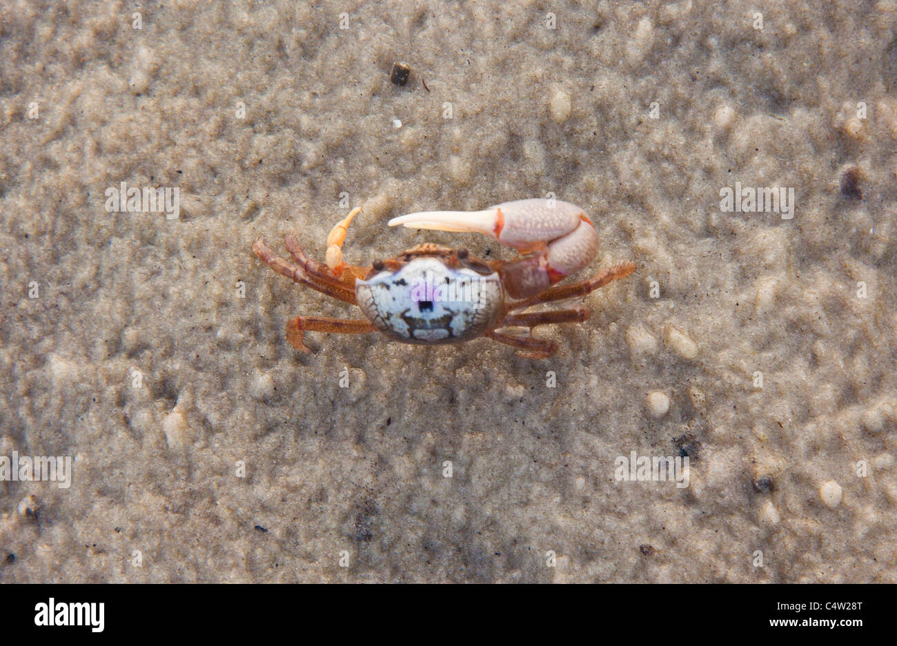 Fiddler crab (uca) at St Marks National Wildlife Refuge, Florida, USA