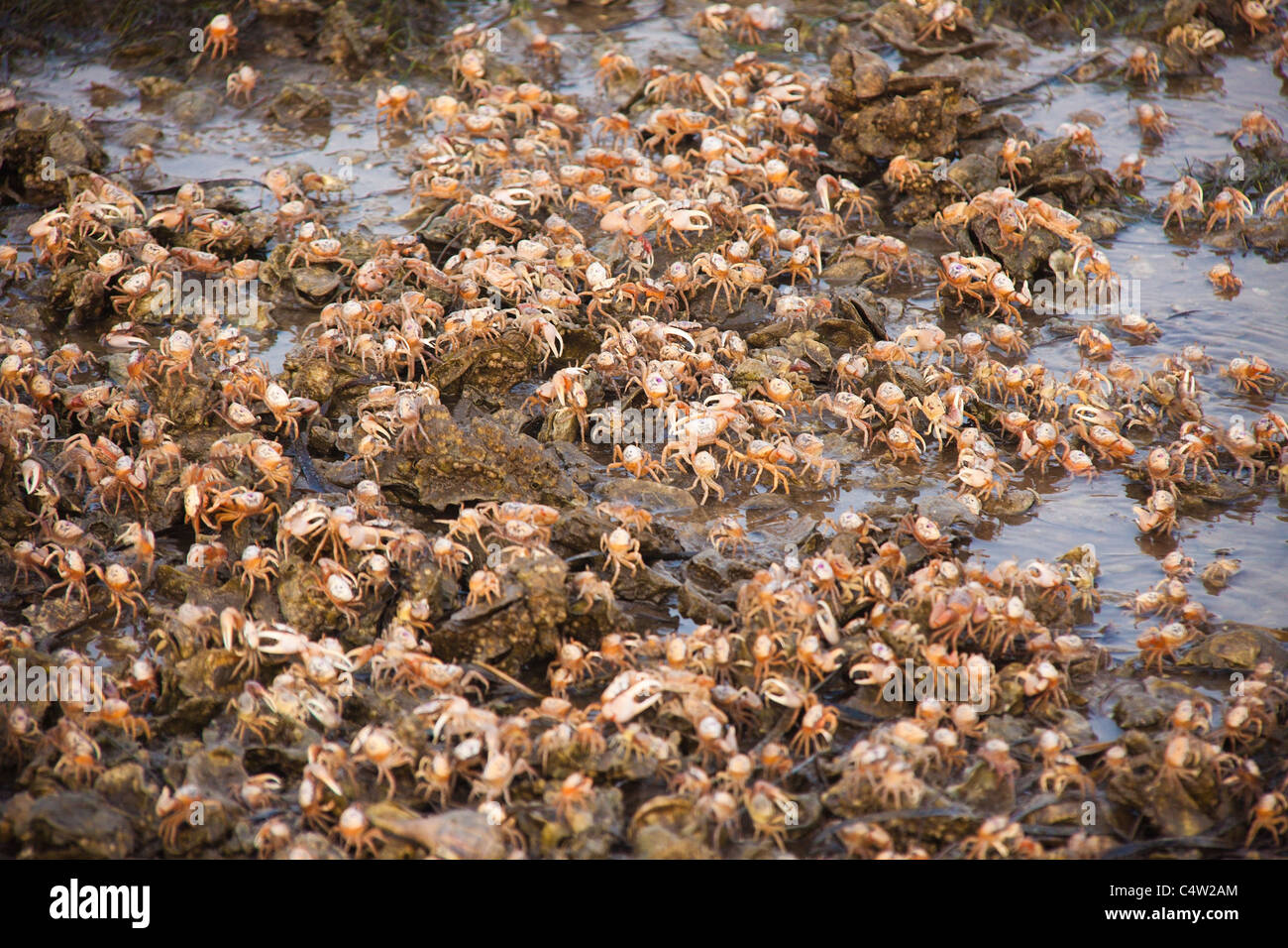 Fiddler crabs scavenging at low tide, at St Marks National Wildlife