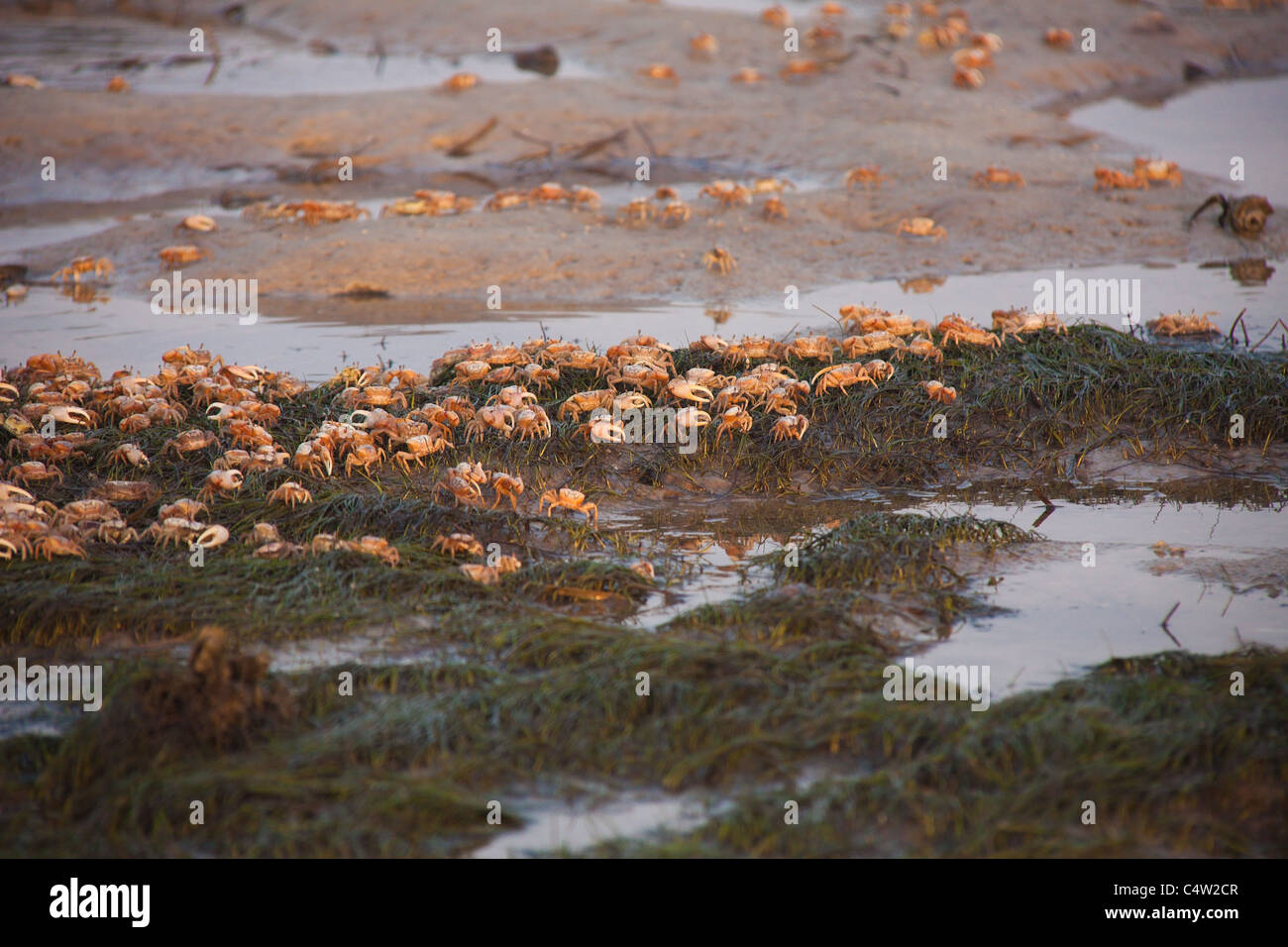 Fiddler crabs scavenging at low tide, at St Marks National Wildlife Refuge, Florida, USA Stock Photo