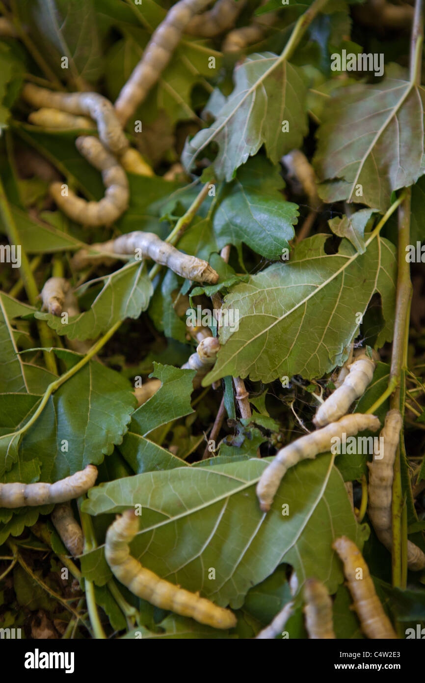 Silkworms at Artisans d'Angkor who provide unschooled rural youth with free vocational training programs Stock Photo